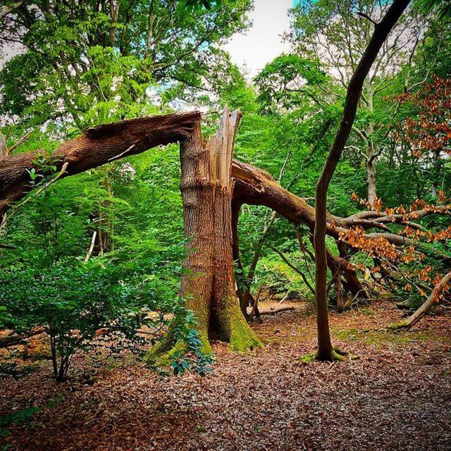 Oak Valley Lodges & Camping Pett 외부 사진